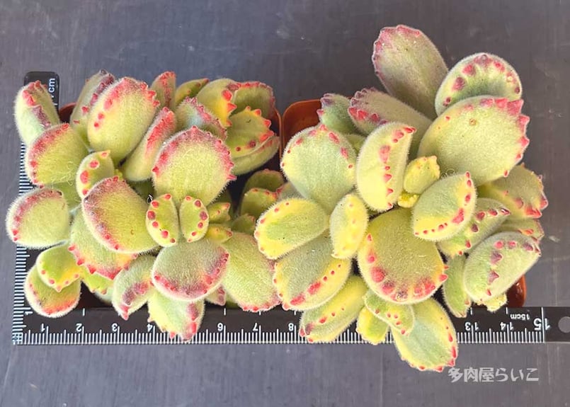 群生!熊童子錦【農家直接入荷!ポット苗】501-177 | 多肉屋らいこ 群生!熊童子錦【農家直接入荷!ポット苗】501-177 | 多肉屋らいこ