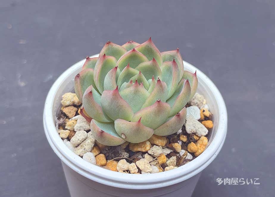 クリスタルローズ ピンククリスタルローズ | RuPo 多肉植物専門店