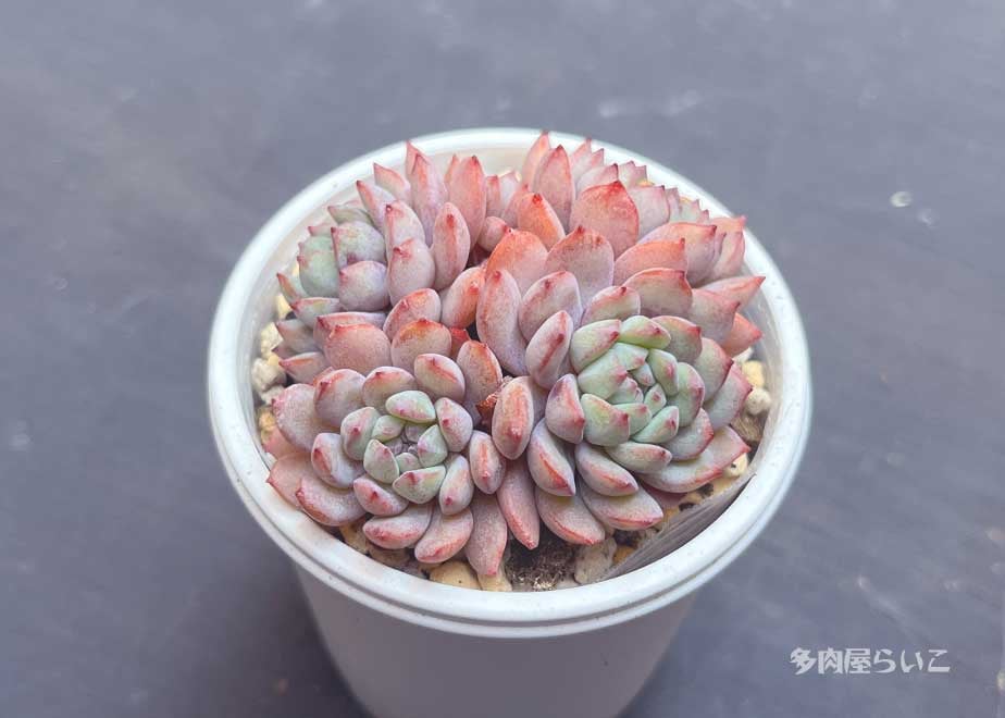 多肉植物♡ダーリーサンシャイン～ちび苗～つぶつぶ～♡ポットごと発送のお値段^^④ 多肉植物♡ダーリーサンシャイン～ちび苗～つぶつぶ～♡ポットごと発送