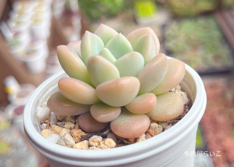 スポットサービダエ【ポット苗】206-37 | 多肉屋らいこ