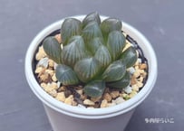 特盛！！ひらひら系エケベリア6苗セット【期間限定】0-325 | 多肉屋らいこ