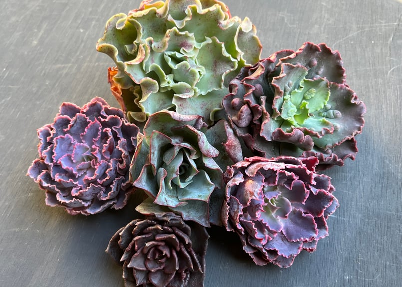 特盛！！ひらひら系エケベリア6苗セット【期間限定】0-325 | 多肉屋らいこ