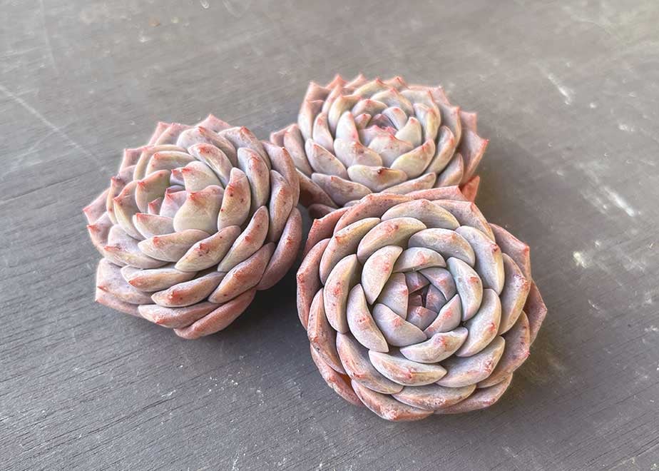 Prizum 特大 (韓国苗) ウェルス ドリーム 【韓国苗】 431-115 | 多肉屋らいこ