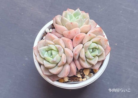 じゅにの多肉屋様　GAI-W80AW じゅにの多肉屋様 GAI-W80AW じゅにの多肉屋様 GAI-W80AW