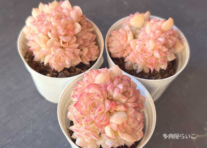 群生！ピンククイーン【農家直接入荷！ポット苗】503-179 | 多肉屋らいこ