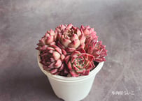 赤＆黄色！ワーゲンバス【寄植えセット】鉢+8苗セット 0-334 | 多肉屋