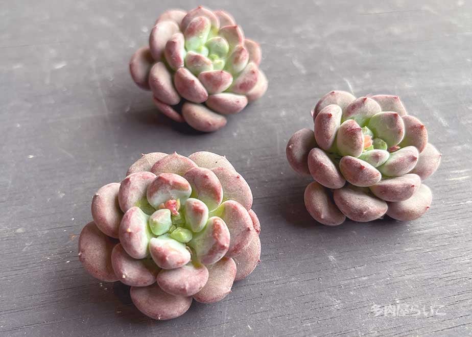 ぷくぷく！クリスタルレイク【韓国中国系】616-382 | 多肉屋らいこ