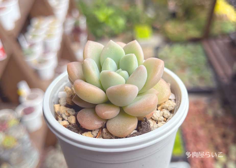 多肉植物♡ダーリーサンシャイン～ちび苗～つぶつぶ～♡ポットごと発送