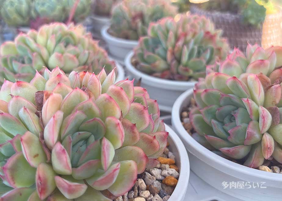 特大群生！ストロベリーアイス【ポット苗】659-435 | 多肉屋らいこ