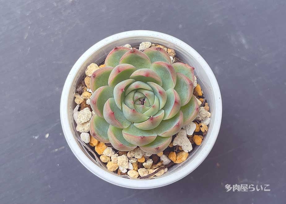 ピンククリスタルローズ 【ポット苗】 404-494 | 多肉屋らいこ