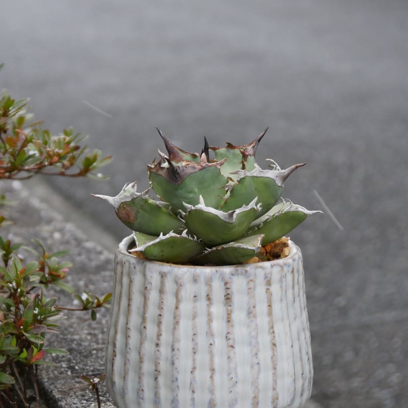 Agave ashura/阿修羅 | Hobbies Plant