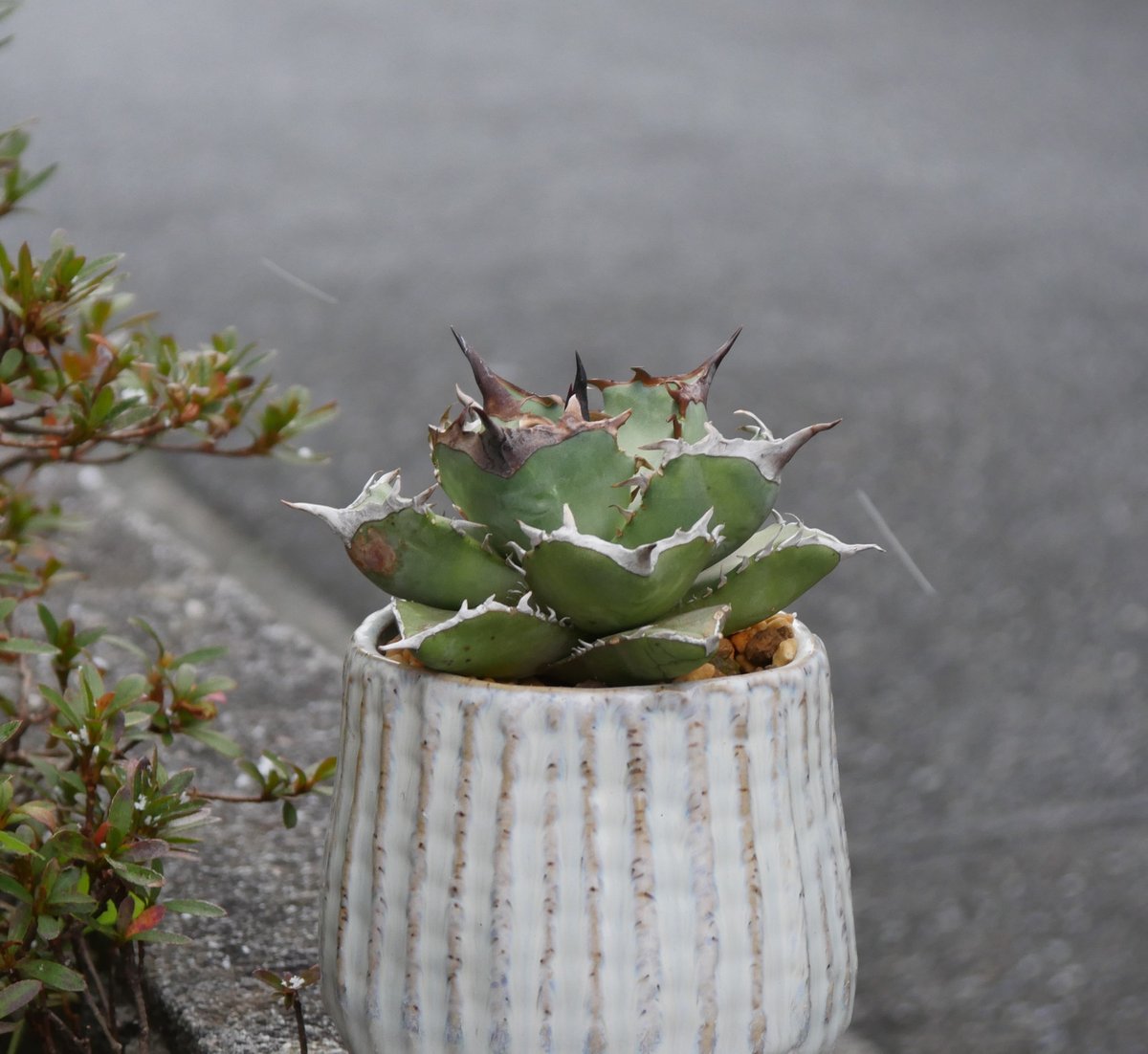 Agave ashura/阿修羅 | Hobbies Plant