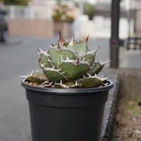 Agave cg01 COK/追星 極上株 | Hobbies Plant