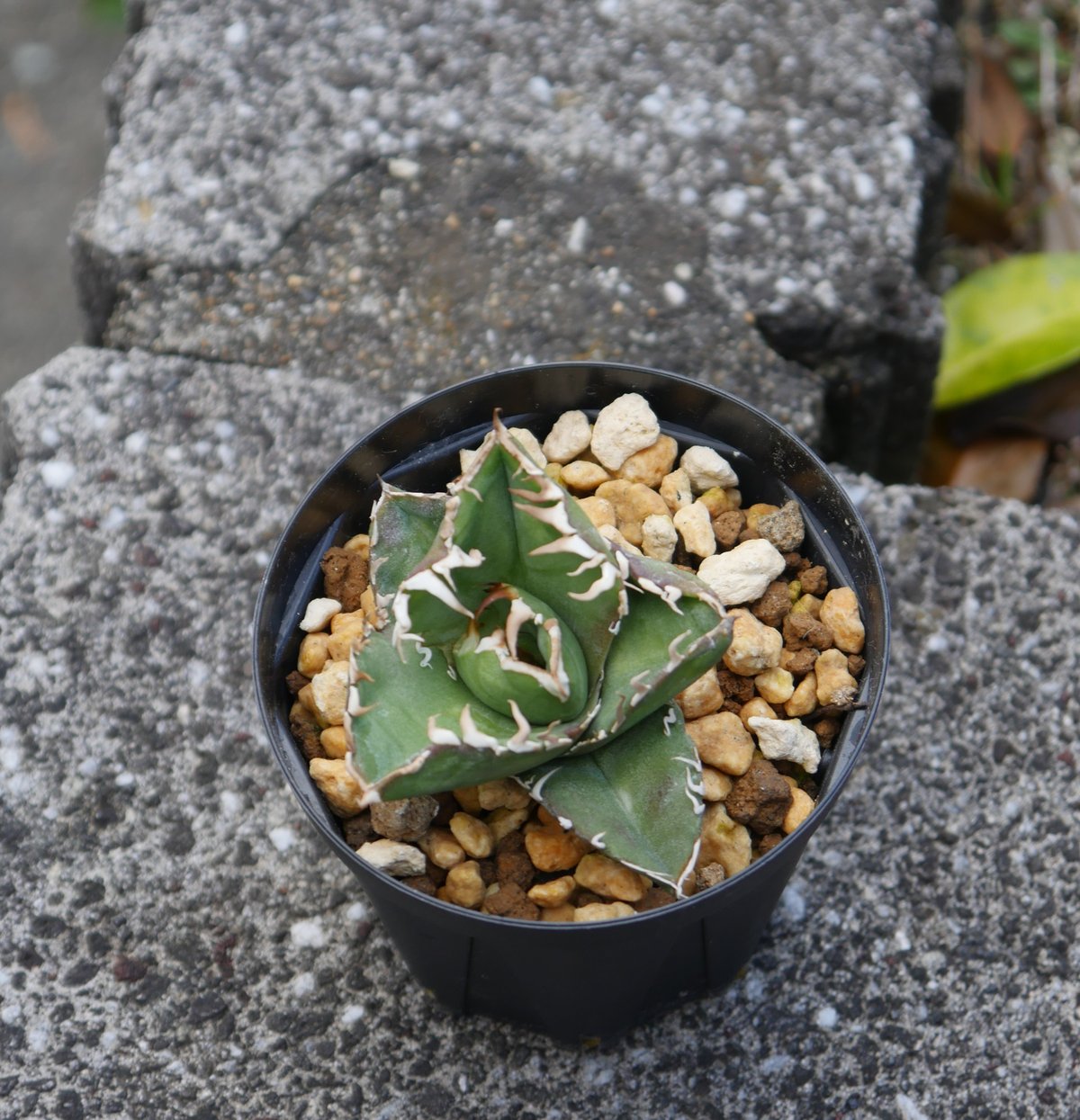 Agave cg01 COK/追星 極上株 | Hobbies Plant Agave cg01 COK/追星 極上株 | Hobbies Plant