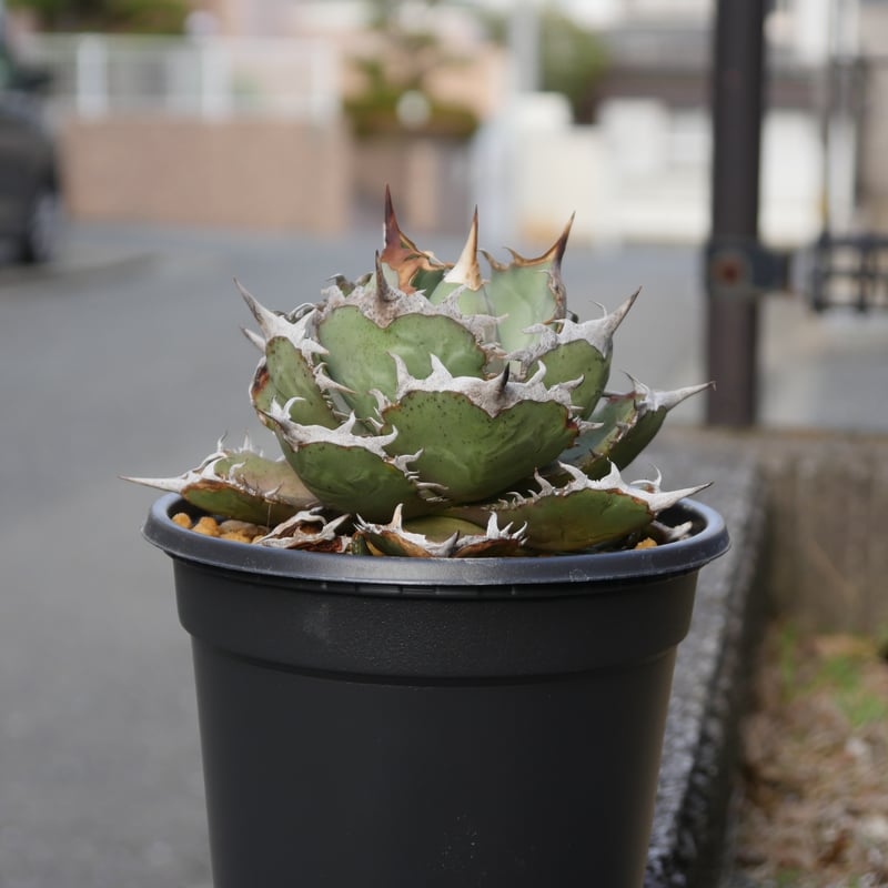 Agave FO76 | Hobbies Plant