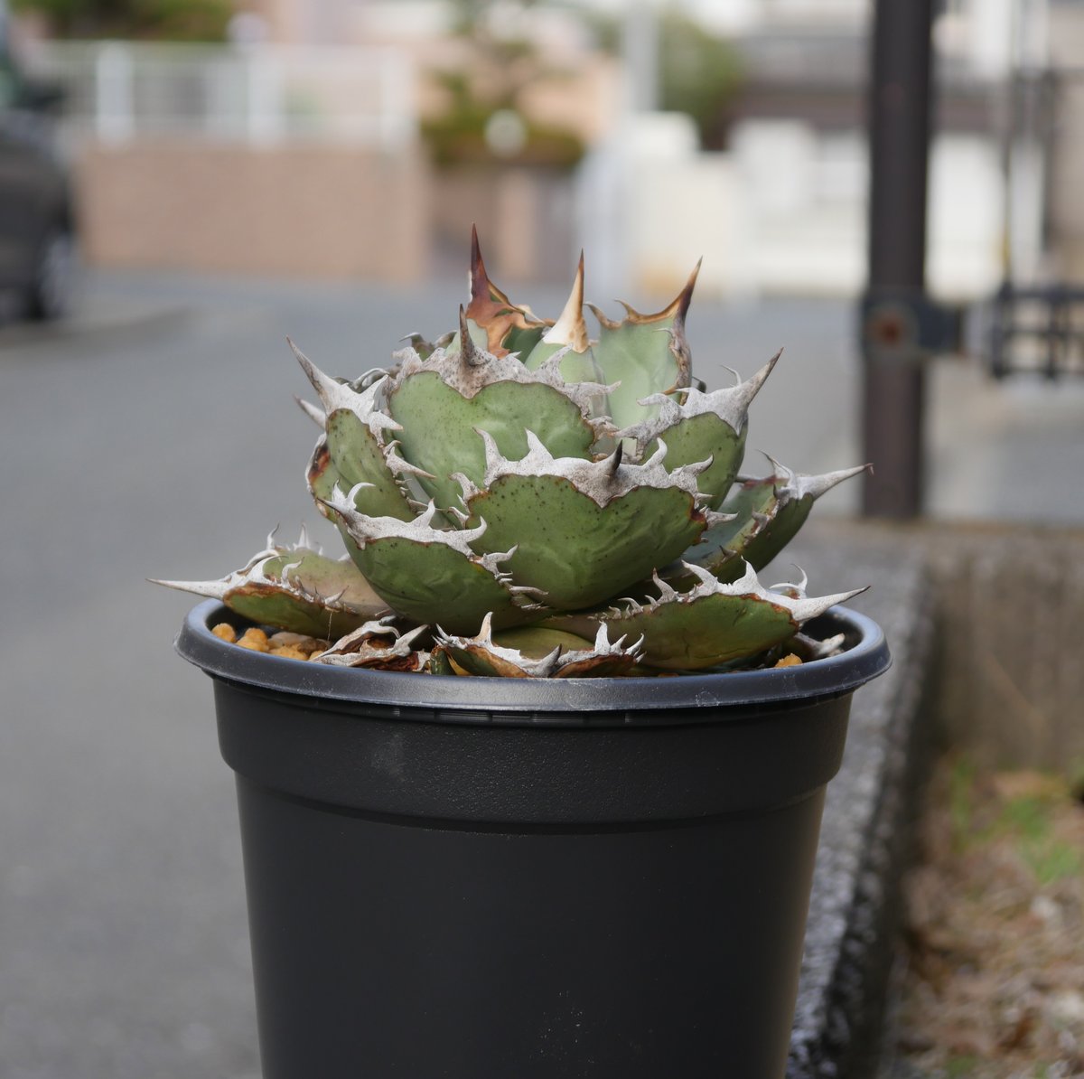 Agave FO76 | Hobbies Plant