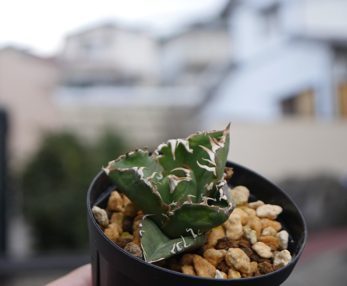 Agave cg01 COK/追星 極上株 | Hobbies Plant