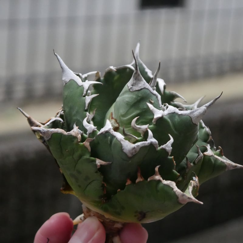 Agave barracuda/バラクーダ | Hobbies Plant Agave barracuda/バラクーダ | Hobbies Plant