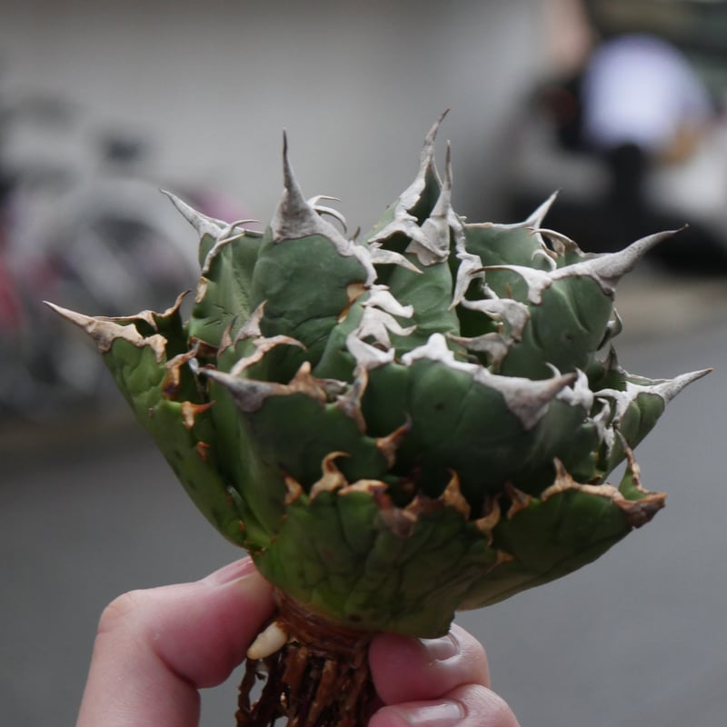 【バラ売り可】ツキウタ。 ハピチャンクジ 126点 ha195-01.jpg