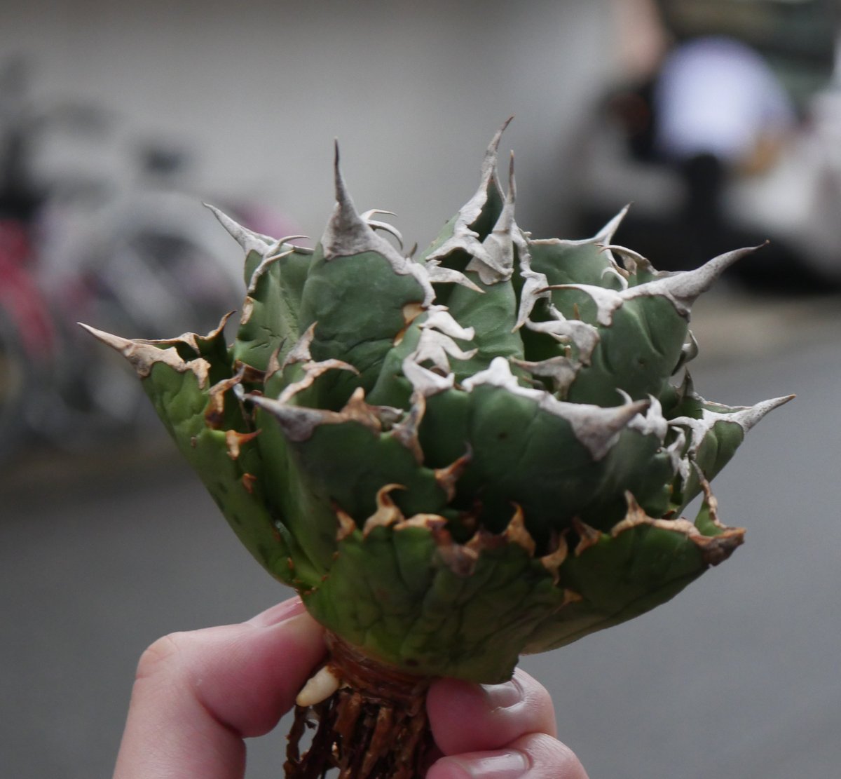 Agave barracuda/バラクーダ | Hobbies Plant