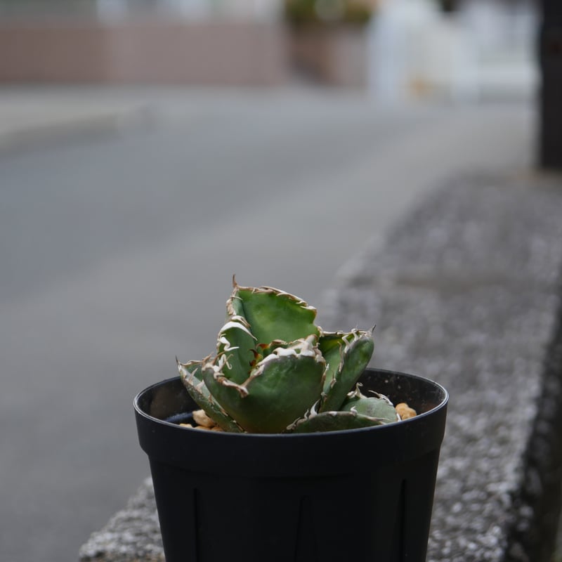 Agave cg01 COK/追星 極上株 | Hobbies Plant