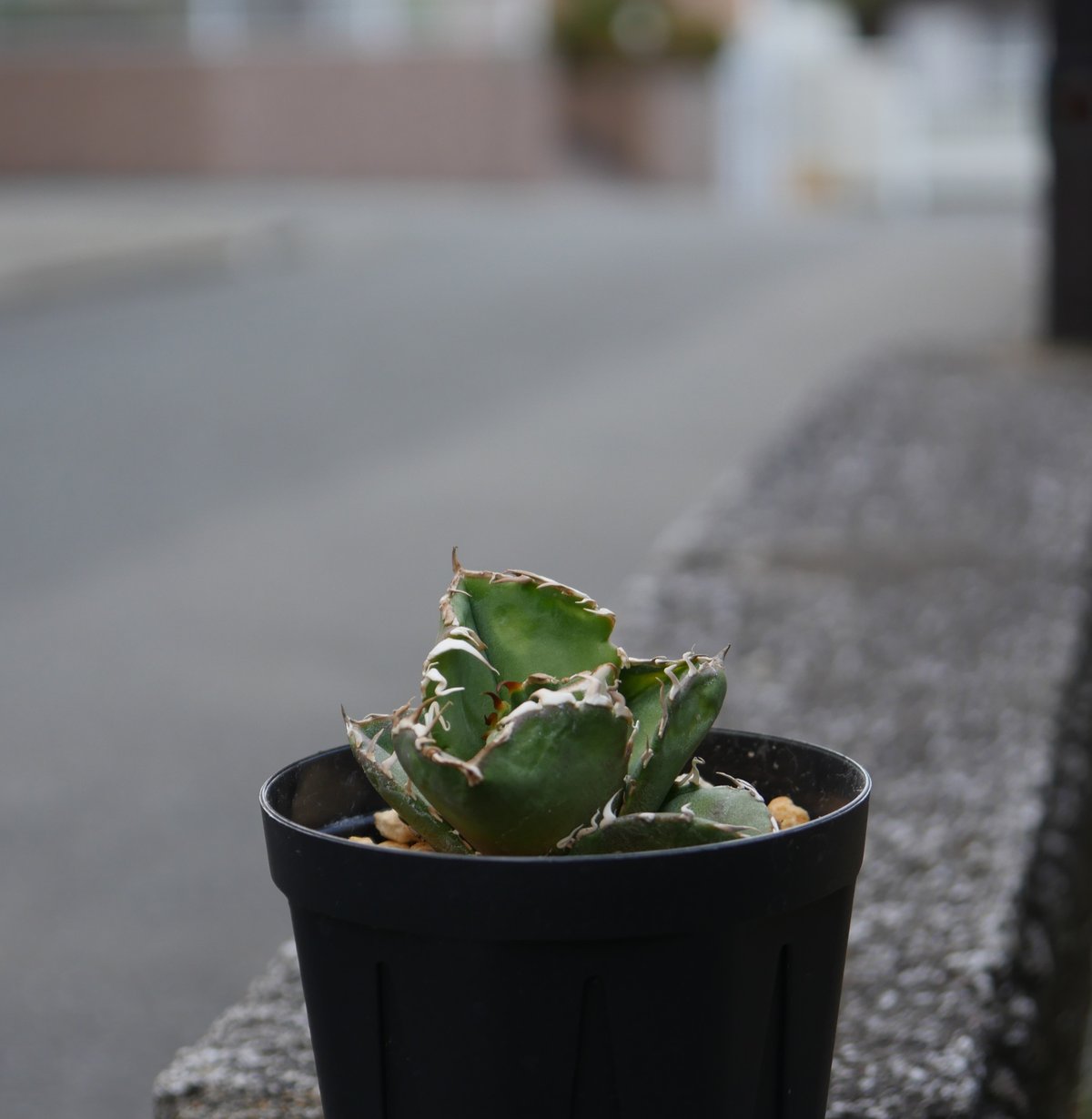 Agave titanota cok cg01 追星 Agave cg01 COK/追星 極上株 | Hobbies Plant