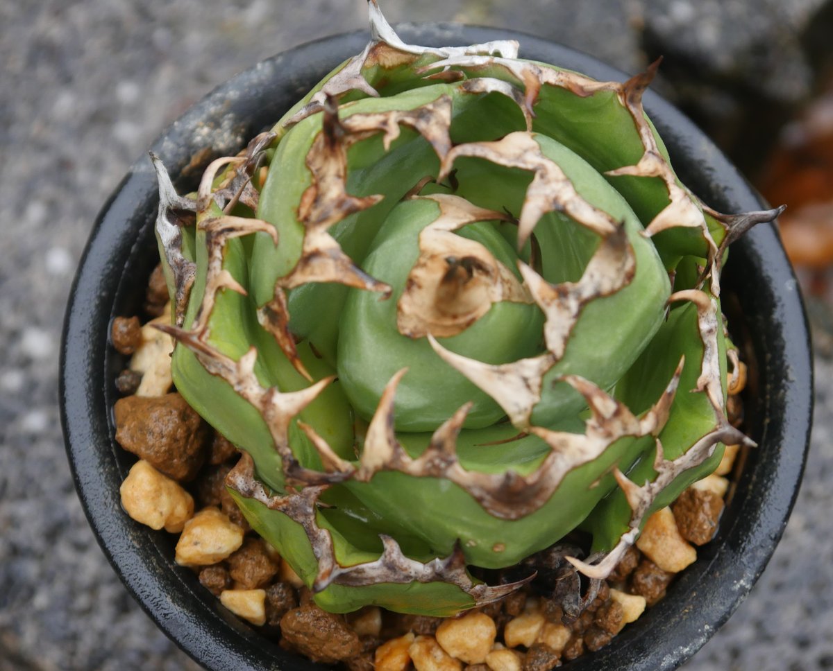 アガベ コレクション シーザー 悪魔 姫厳竜 SAD Agave 姫厳竜 | Hobbies Plant