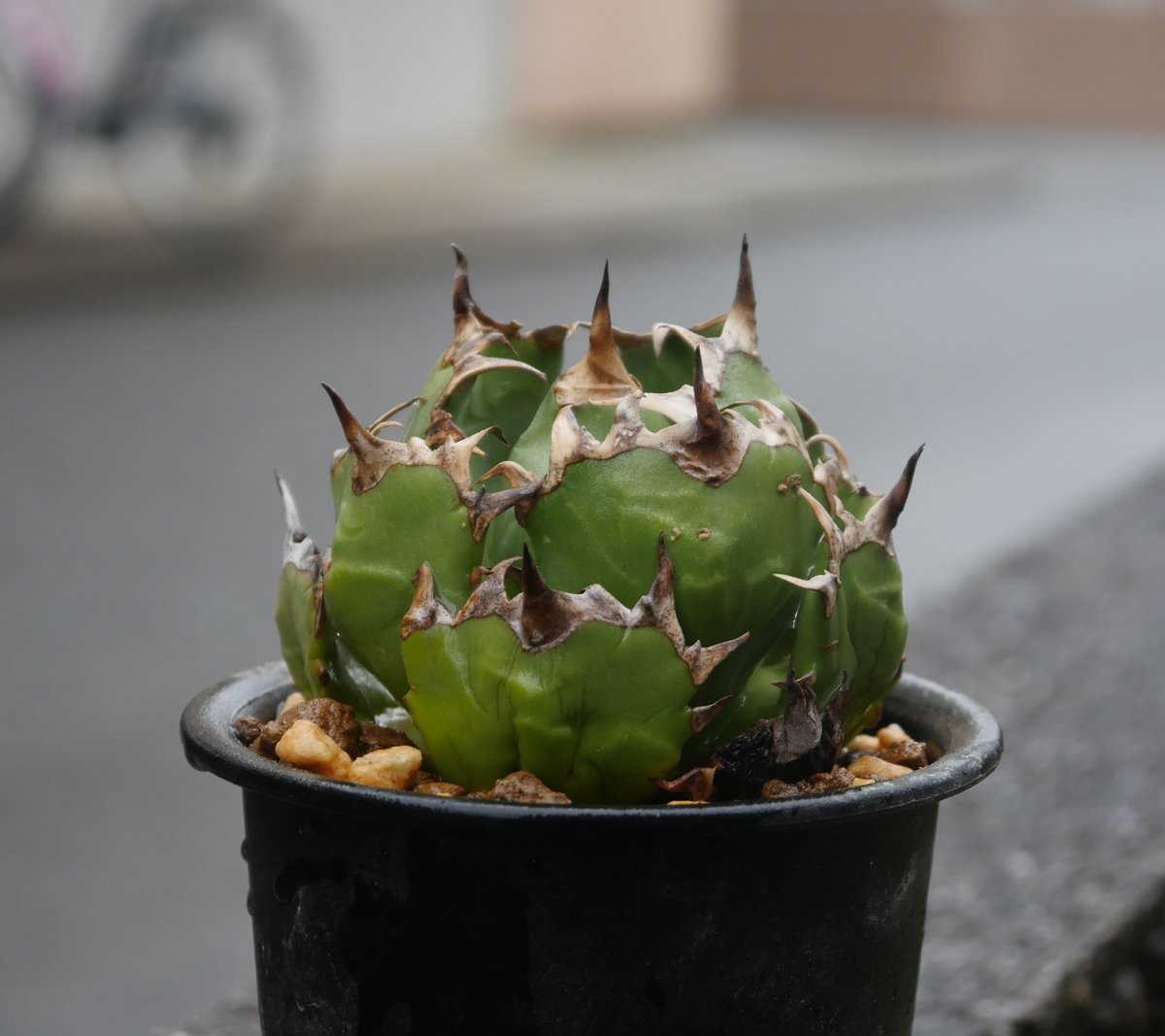 【goodtaniku】ハデス×姫厳竜　大きめ goodtaniku】ハデス×姫厳竜大きめ