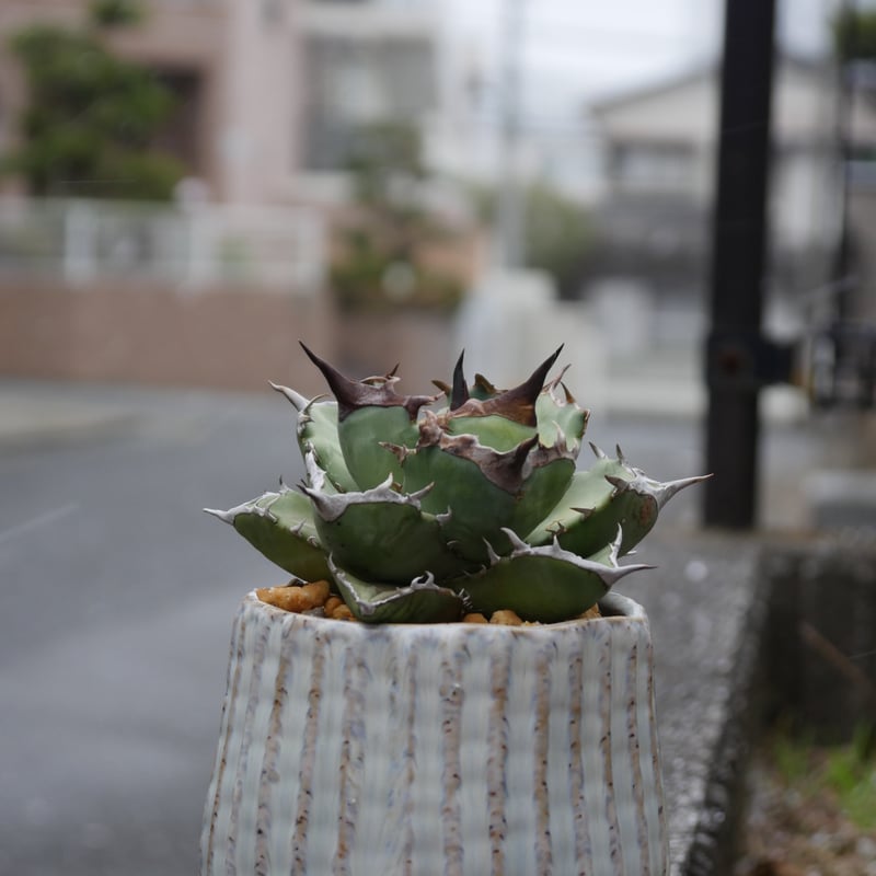 Agave ashura/阿修羅 | Hobbies Plant