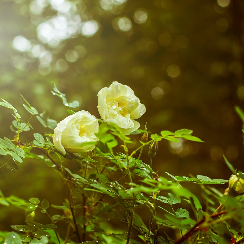 fragrance incense -smoky floral- | studio siki