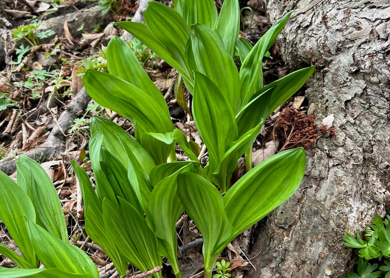 味わうソーセージ いくら・燻製・行者にんにく | サッカムセタナイ