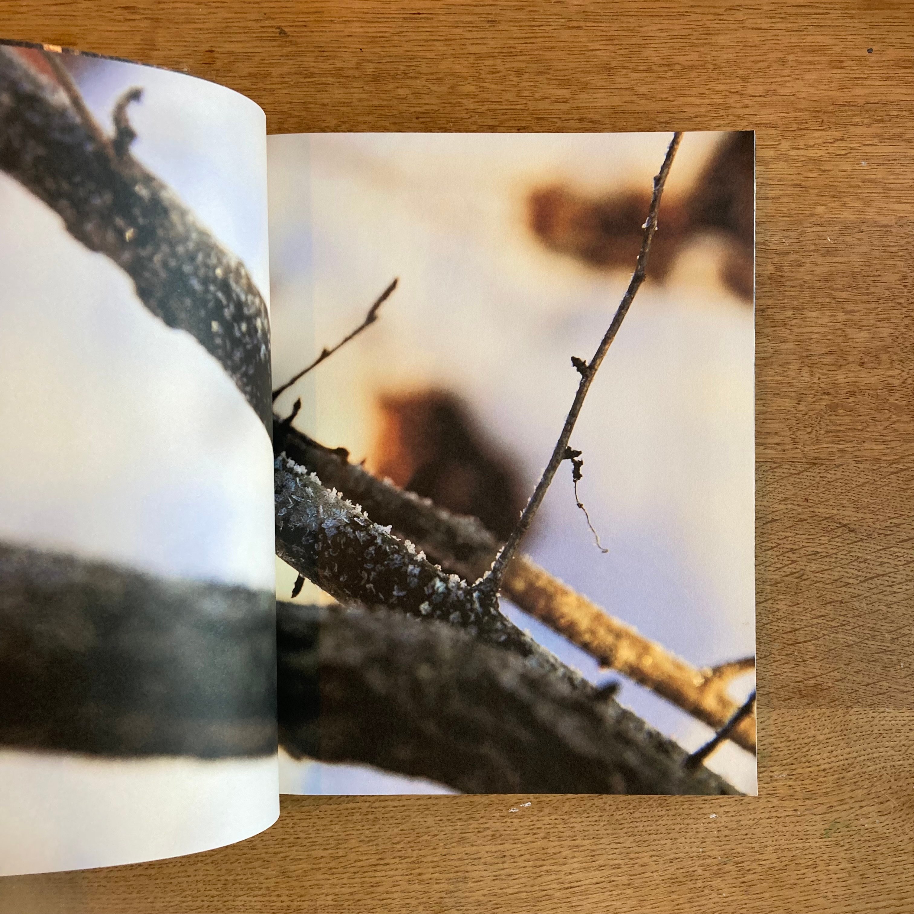 mina tabuchi｜into the forest | WHITEGREEN GALLERY