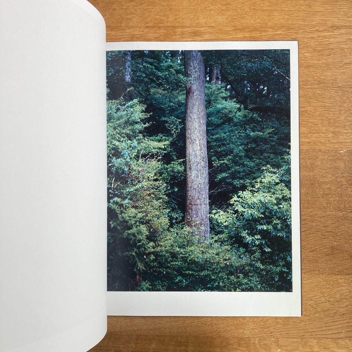 Yoshihiko Ueda｜Materia | WHITEGREEN GALLERY