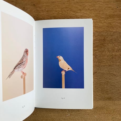 LUKE STEPHENSON｜INCOMPLETE DICTIONARY OF SHOW BIRDS