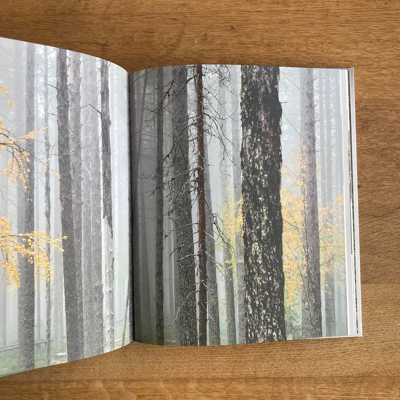 MARKKU KOSONEN｜Time of Wood | WHITEGREEN GALLERY
