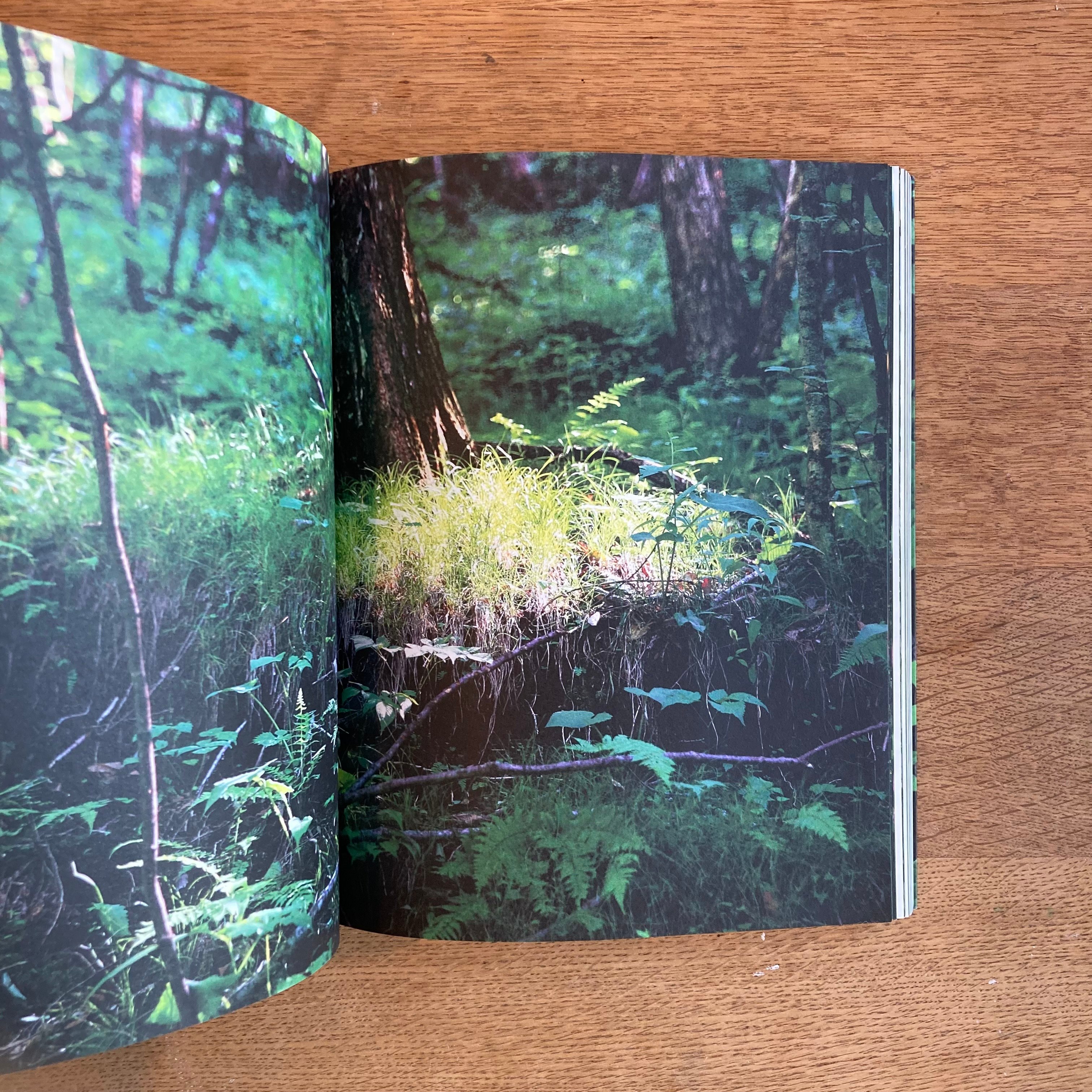 mina tabuchi｜into the forest | WHITEGREEN GALLERY