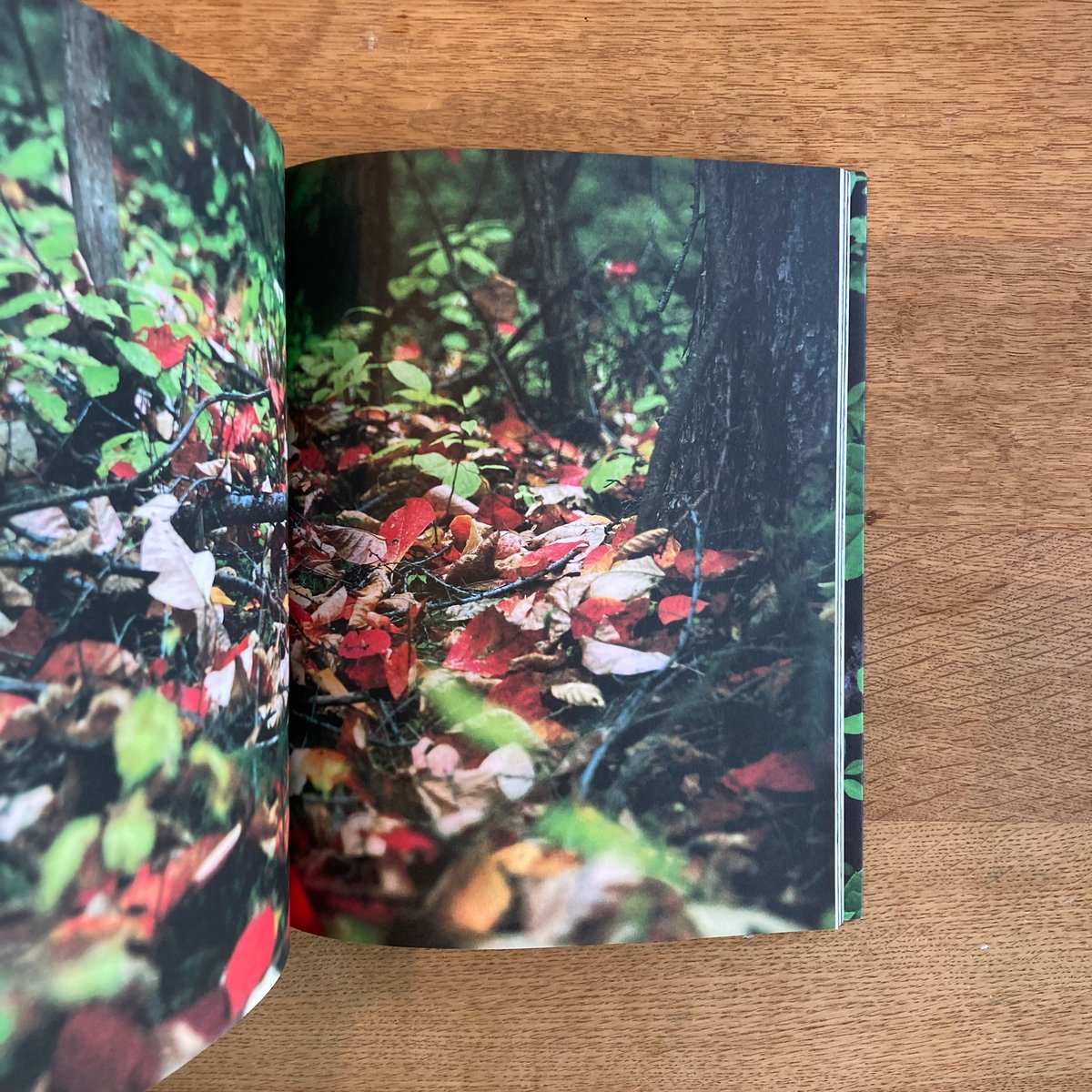 into the forest　田淵三菜　Mina Tabuchi　冊子付 mina tabuchi｜into the forest | WHITEGREEN GALLERY