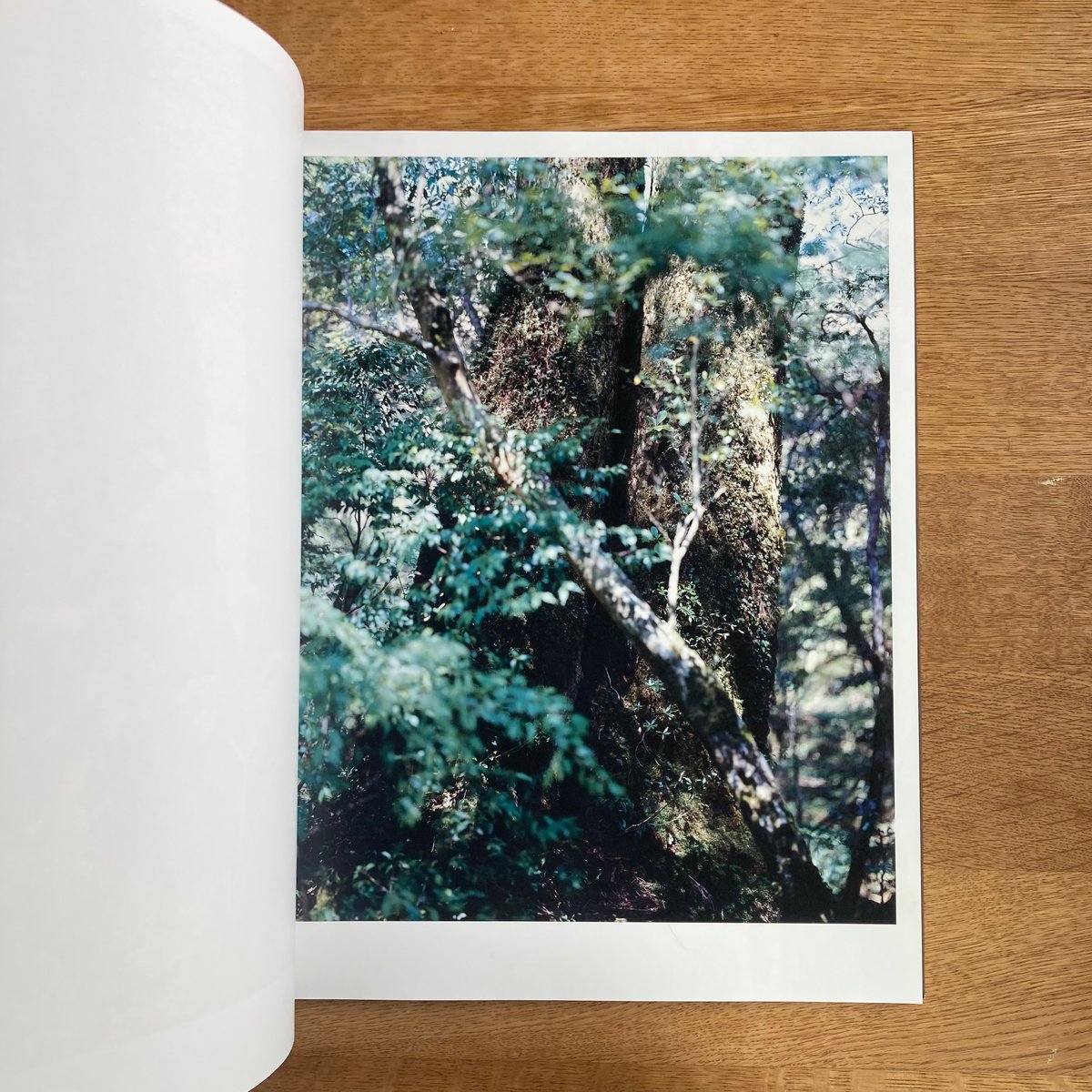 Yoshihiko Ueda｜Materia | WHITEGREEN GALLERY