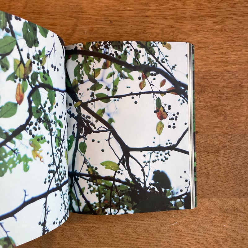 into the forest　田淵三菜　Mina Tabuchi　冊子付 mina tabuchi｜into the forest | WHITEGREEN GALLERY