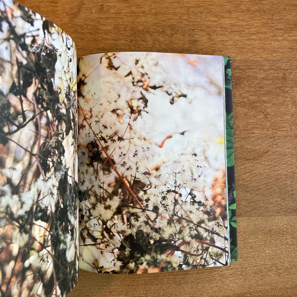 mina tabuchi｜into the forest | WHITEGREEN GALLERY