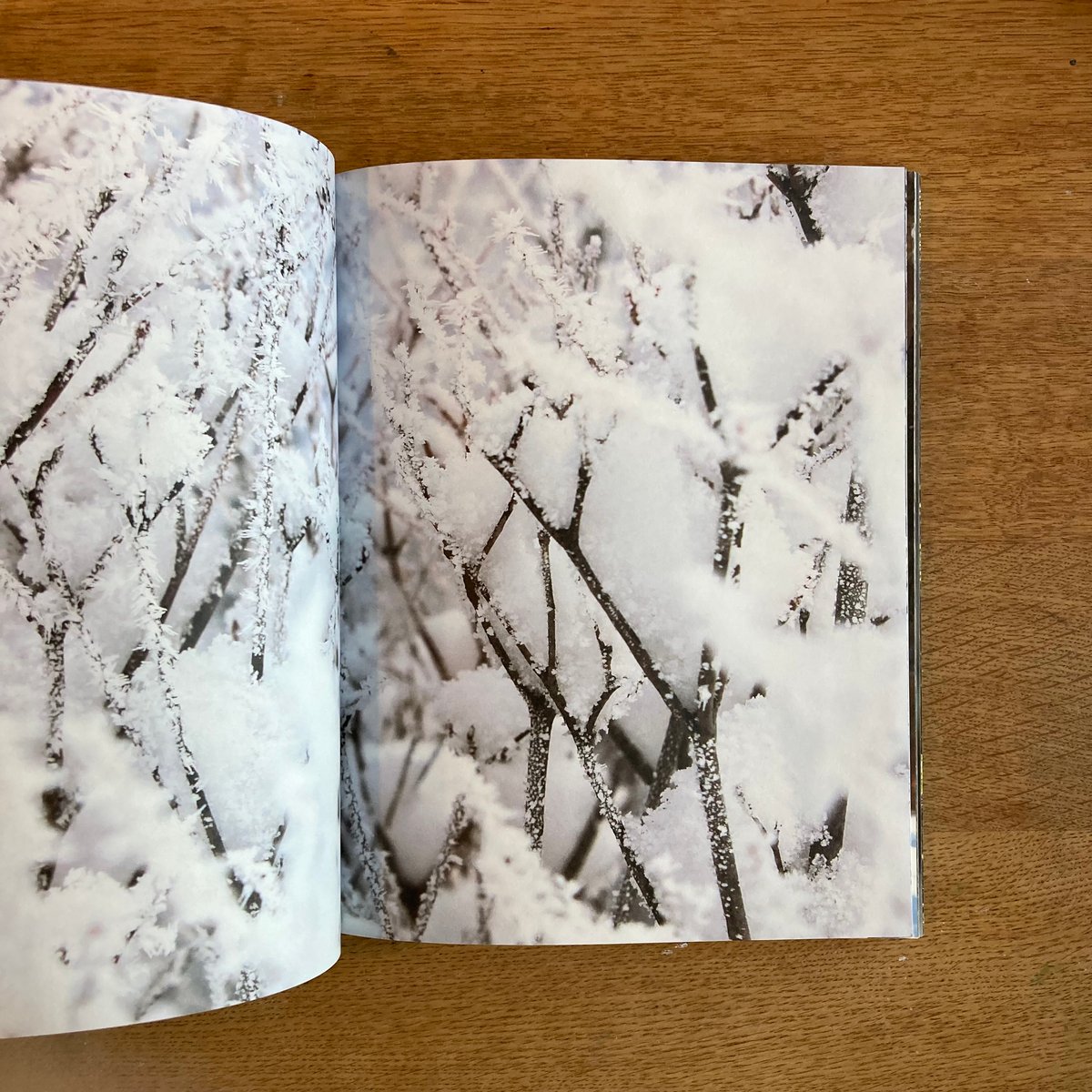 mina tabuchi｜into the forest | WHITEGREEN GALLERY