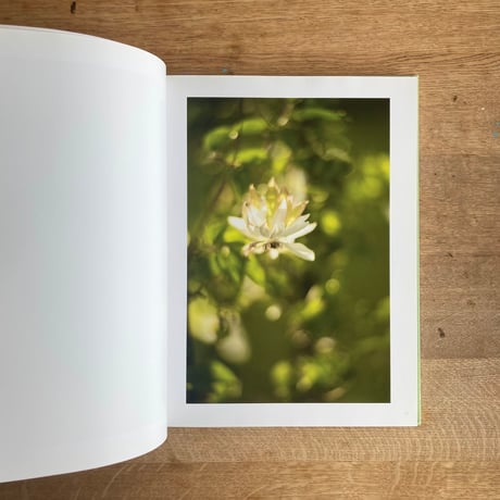 terri weifenbach｜ the may sun