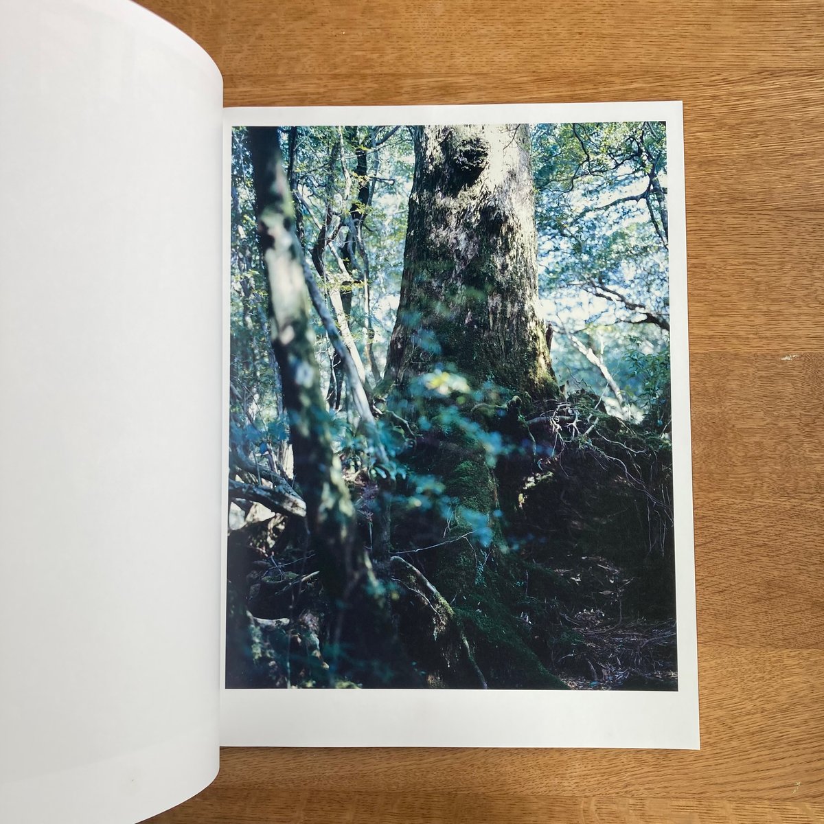 Yoshihiko Ueda｜Materia | WHITEGREEN GALLERY