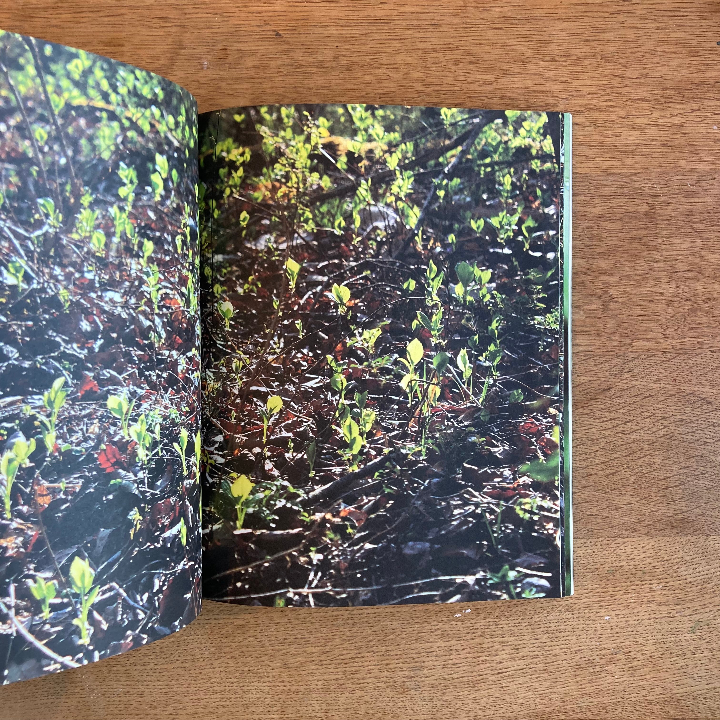 mina tabuchi｜into the forest | WHITEGREEN GALLERY