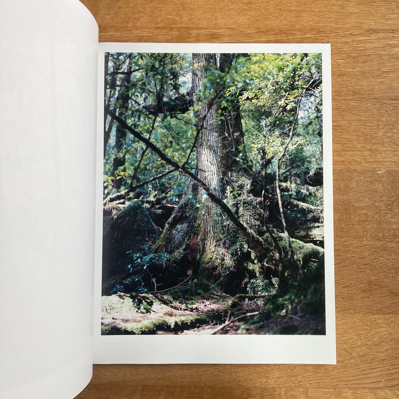 Yoshihiko Ueda｜Materia | WHITEGREEN GALLERY