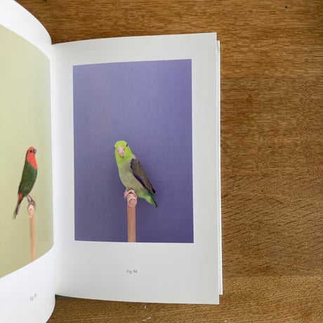 LUKE STEPHENSON｜INCOMPLETE DICTIONARY OF SHOW BIRDS