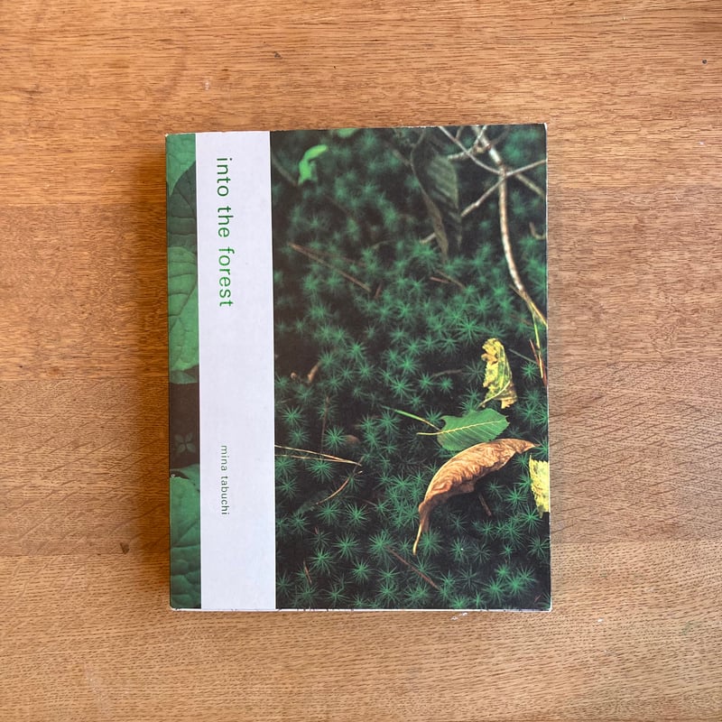 mina tabuchi｜into the forest | WHITEGREEN GALLERY