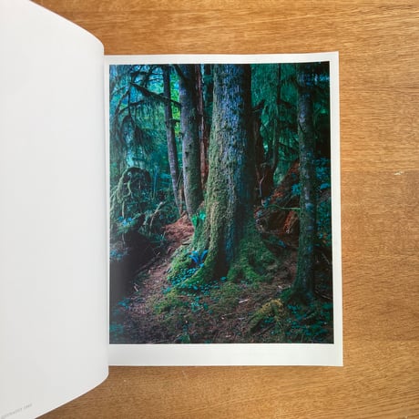 Yoshihiko Ueda｜Forest