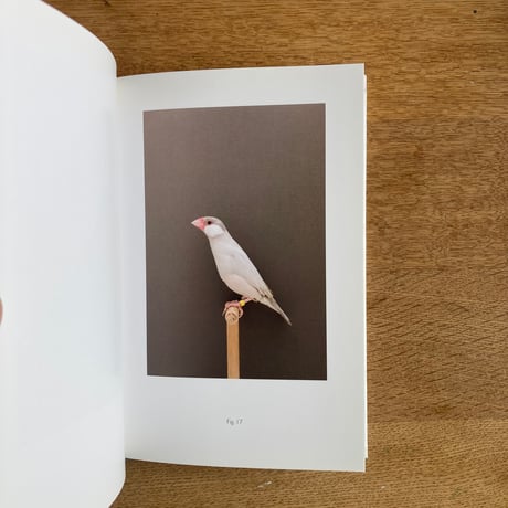 LUKE STEPHENSON｜INCOMPLETE DICTIONARY OF SHOW BIRDS