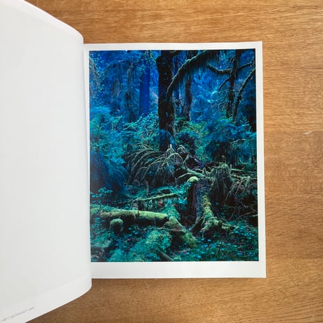 Yoshihiko Ueda｜Forest